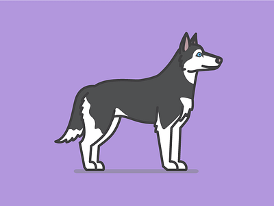 Bella the Husky dog husky illustrator sled wolf
