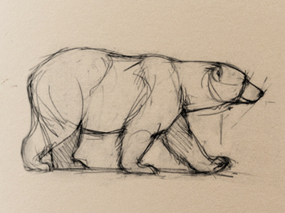 Sketch bear bear graphic illustration sketch