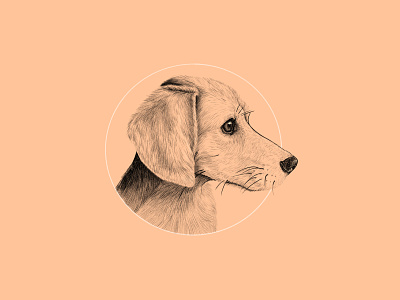 Cooper Portrait beagle dachshund digital illustration dog illustration portrait procreate
