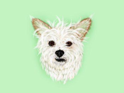 Alfie Portrait digital illustration dog illustration portrait procreate