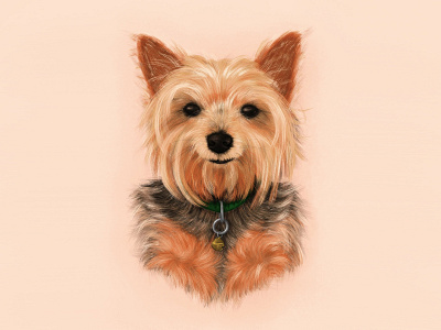Chopstix Portrait digital illustration dog illustration portrait procreate