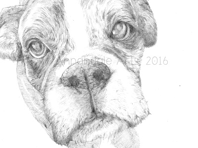 Boxer Dog Illustration - Charlotte boxer dog dog hand drawn