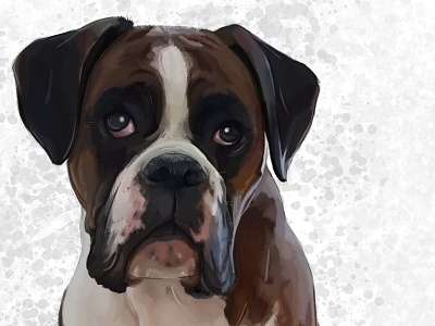 Jesse the Boxer Dog