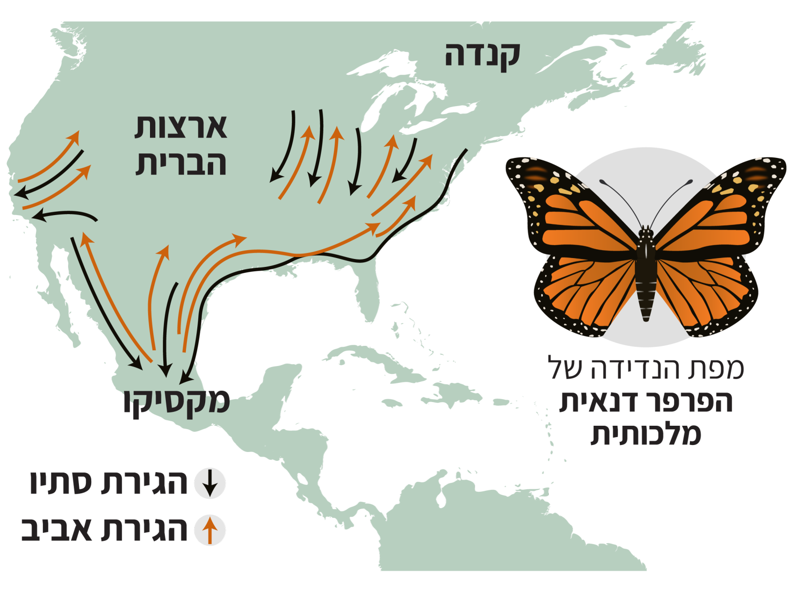 Monarch Butterfly Migration Map by Netta Kasher on Dribbble