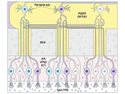 Molecular Mechanisms of Olfaction