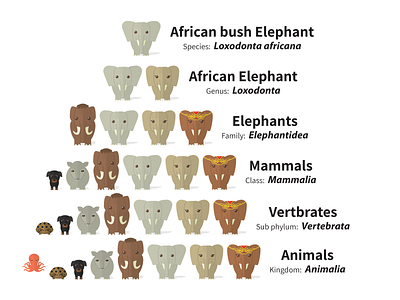 Scientific Classification Of Elephants