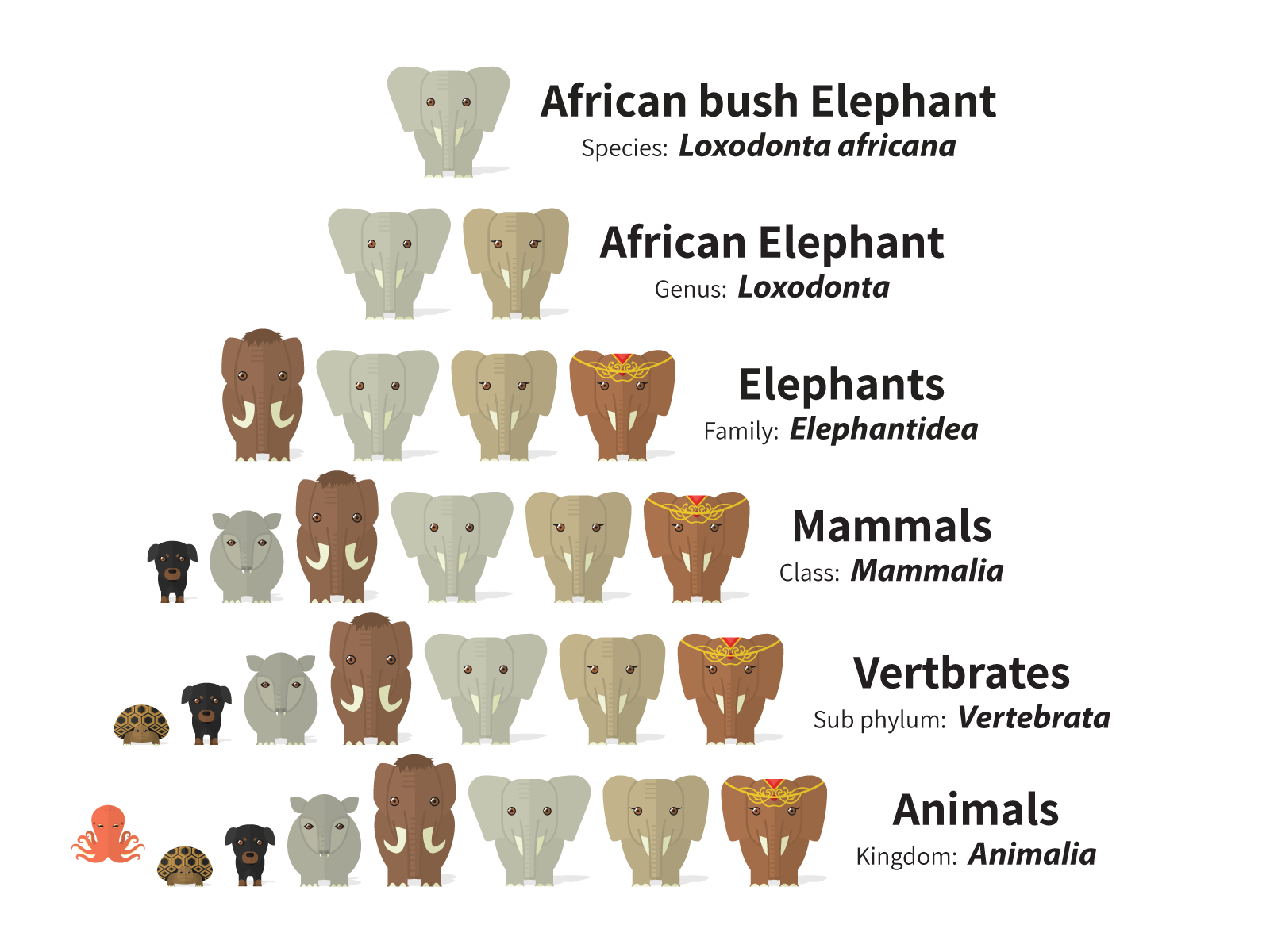 Scientific Classification Of Elephants by Netta Kasher on Dribbble