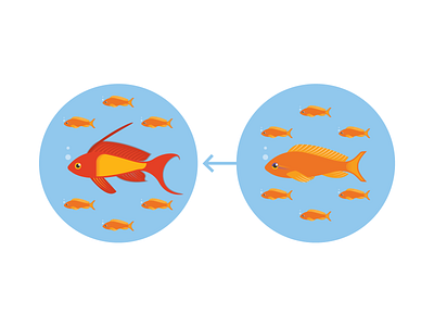 Sex Change In Fish (Female To Male)