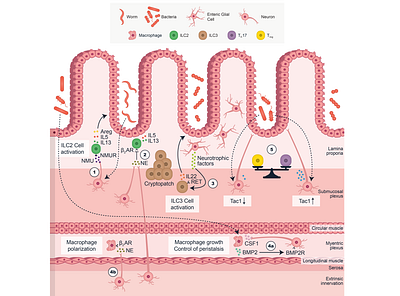 Five Different Interactions in the Intestine