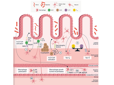 Five Different Interactions in the Intestine