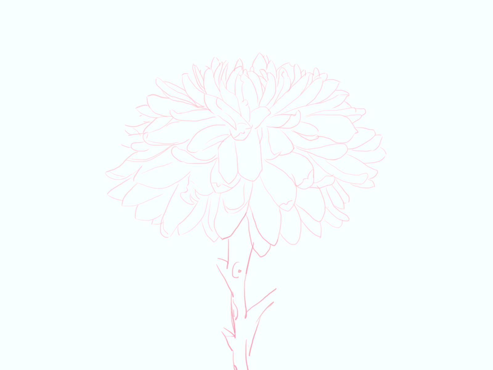 Chrysanthemum by Jiahan on Dribbble