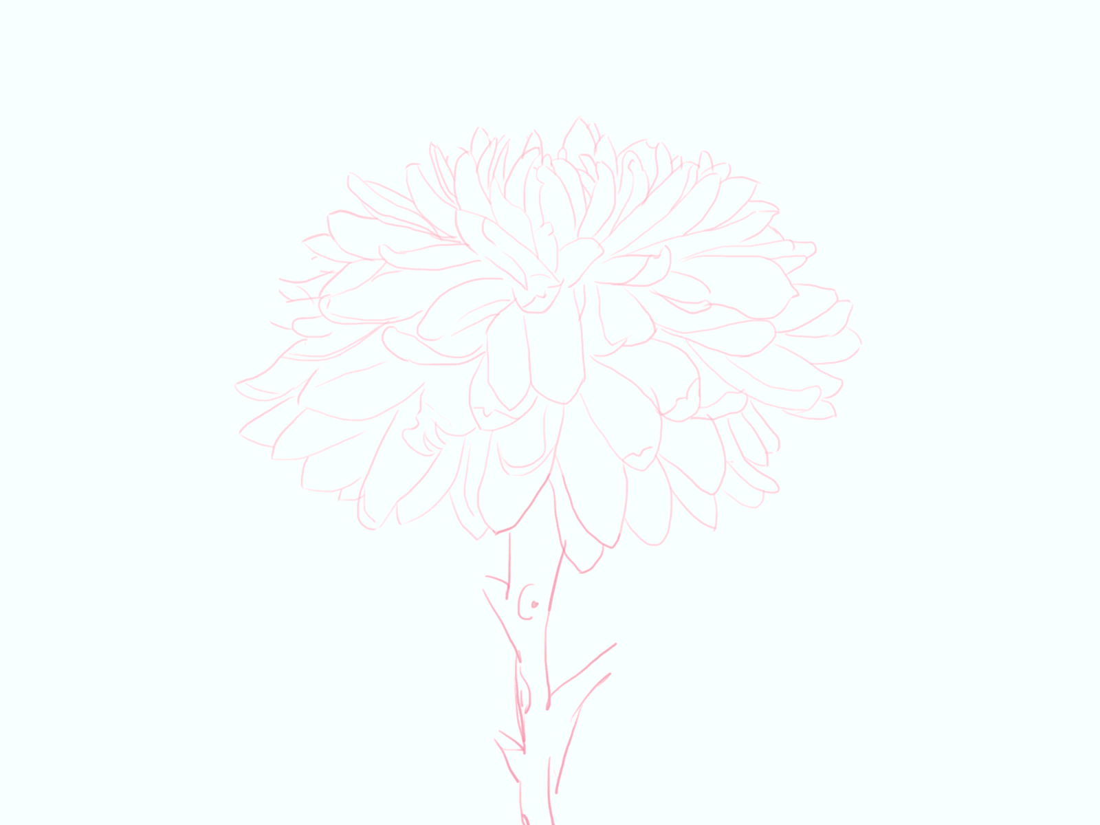 Chrysanthemum 插图