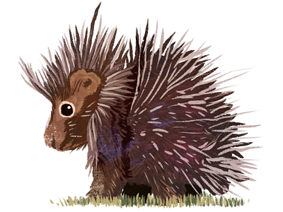 Porcupine animal illustration porcupine procreate