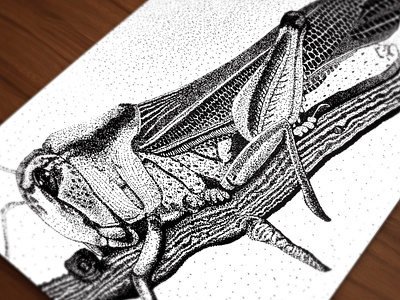 Grasshopper Pointalism Ink Illustration