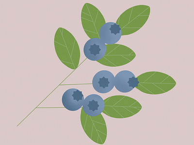 Blueberries blueberries botanical illustration design food illustration illustration procreate