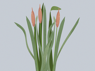 Cattails botanical illustration design digital art illustration nature nature illustration procreate