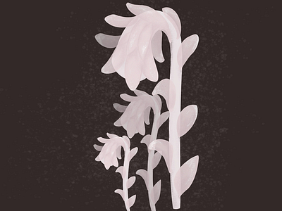 Ghost Pipes botanical illustration digital art digital illustration nature illustration procreate wild nature