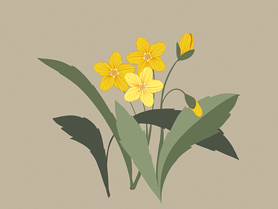 Hammond’s Yellow Spring Beauties