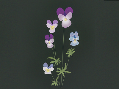 Violets botanical botanical illustration design flowers illustration procreate