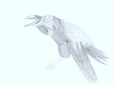 Crow #1 art beauty creative bird
