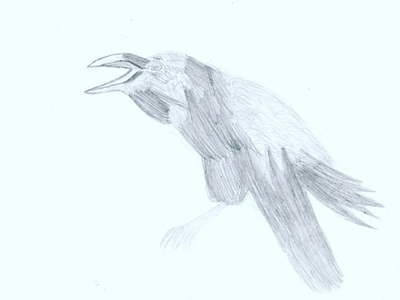 Crow #1