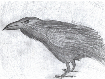 Crow #3 art beauty sketch work