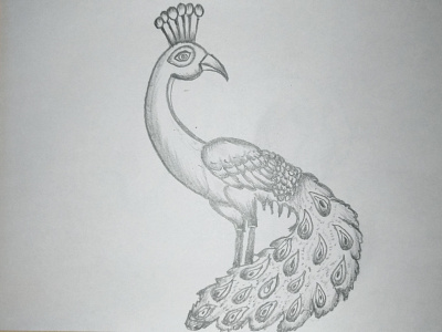 simple peacock drawings