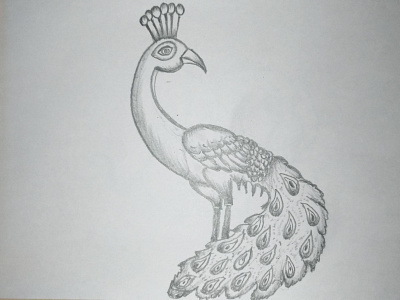 Cartoon Peacock Drawing art art board beginners bird cute designs draw drawing drawings easy hand crafted hand drawing kids new peacock pencil pencil drawing simple updated