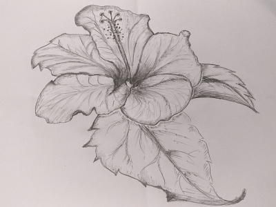 Hibiscus Flower Art art art board art book black black and white design drawing flower hand crafted hand drawing kids lesson pencil art pencil drawing scratched sketch sketch drawing teach tutorial white