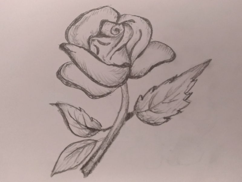 Rose Flower Art By Mlspcart On Dribbble