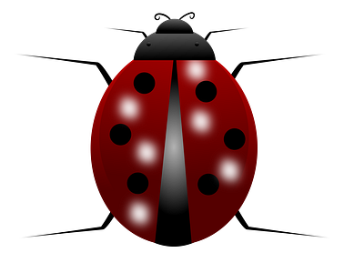 Lady Bug