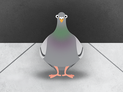 Peegeon bird friday favorites illustration pigeon