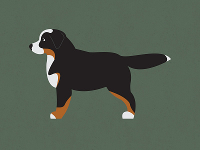 #PopeWhitt bernese bernese mountain dog dog illustration loswhit popewhitt