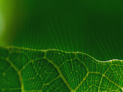 Wallpaper #4 background green leaf macro nature wallpaper