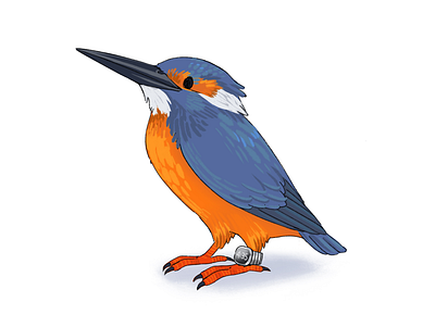 Kingfisher birds drawing illustration kingfisher tech illustration