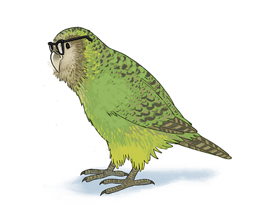 Kakapo birds illustration kakapo tech illustration
