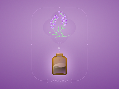 Lavender design food illustration illustration lavender plant illustration plants vector
