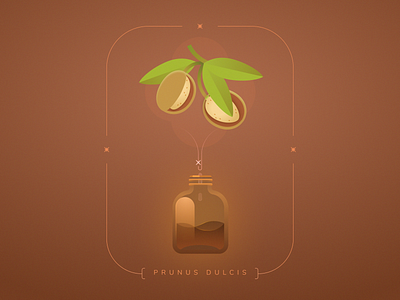 Almond almond design food illustration illustration plant illustration plants spices vector vector illustration