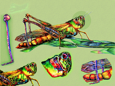 scientific illustration insect ( grasshopper ) aquarelle art book book art book illustrations draw drawing gouache illustration science tradicional