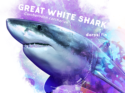 Shark Anatomy consumer products great white illustration licensing licensing guide ocean shark shark week
