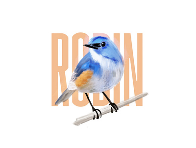 Various Birds - Procreate Practice app art bird birds chickadee doodle font illustration nature oriole outdoors paint procreate robin salamanca type