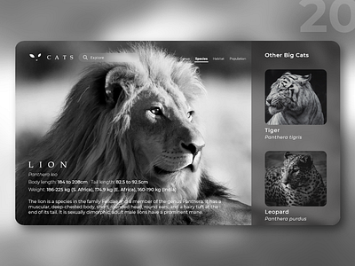 Website dedicated to all the majestic big cats