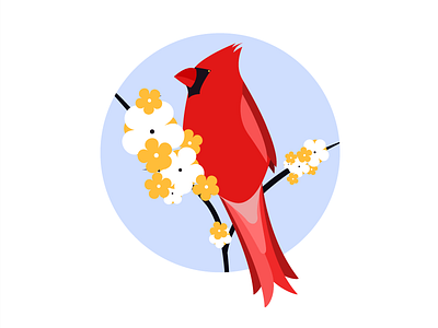 Cardinal Illustration illustration illustrator vector