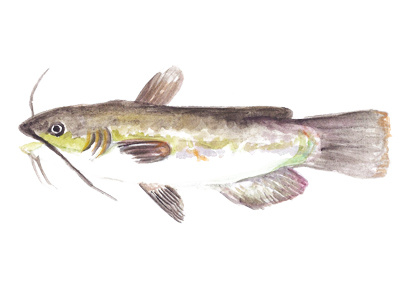 Catfish fish illustration watercolor