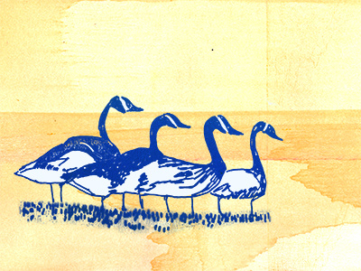 Geese geese illustration
