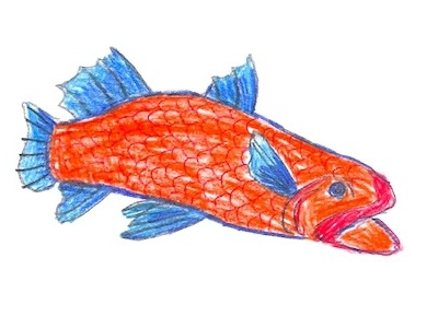 fish colored pencil illustration
