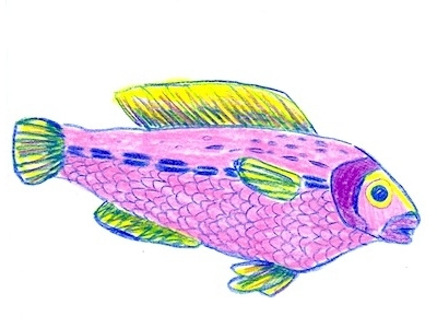 3/3 fish colored pencil illustration