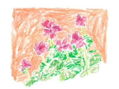Geraniums colored illustration pencil