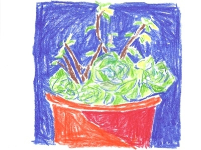 Succulents colored illustration pencil