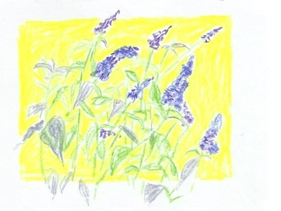 Butterfly Plant colored illustration pencil